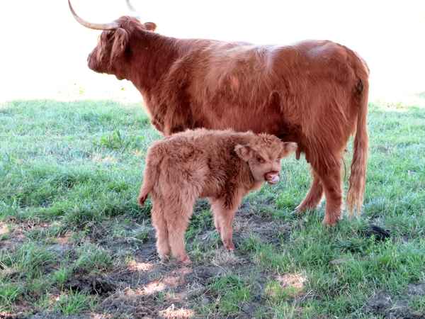 ..mmmhh..lecker! Muttis Milch ist doch die beste!!