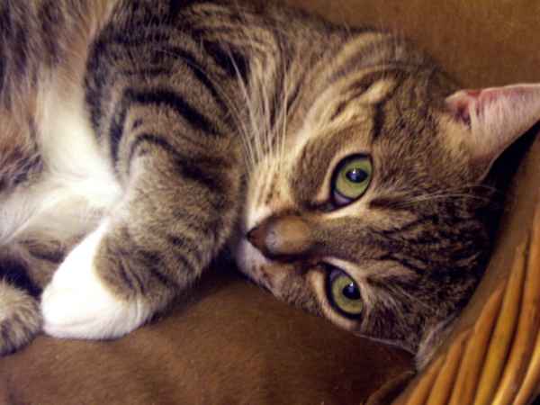 Volle Minzdröhnung...