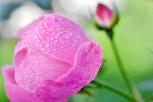 Rose im Frühtau