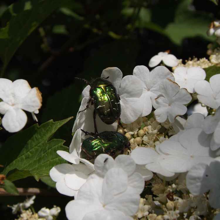 Zwei Käfer