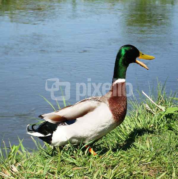 wasservogel