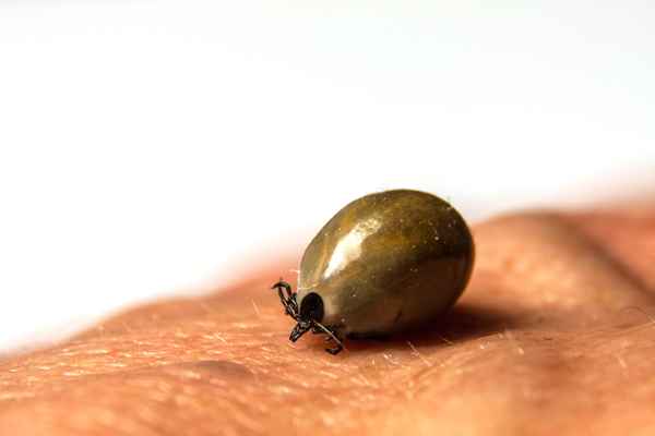 Zecke auf der Hand