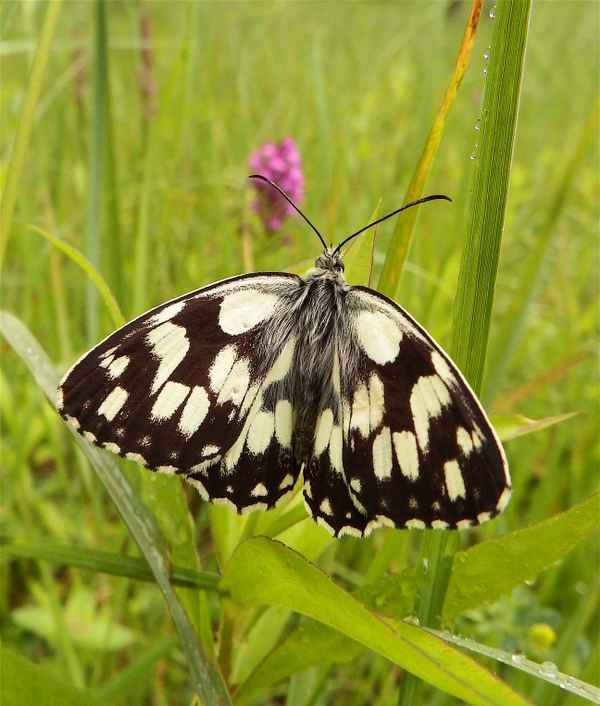 Schmetterling trocknet sich