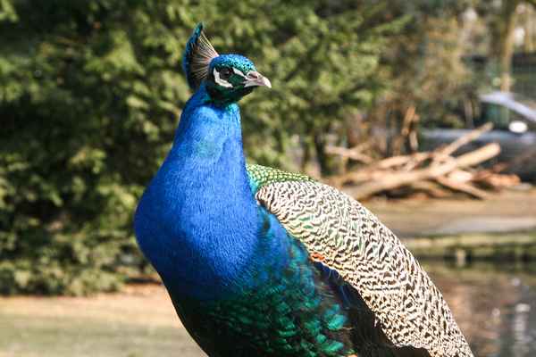 Pfau
