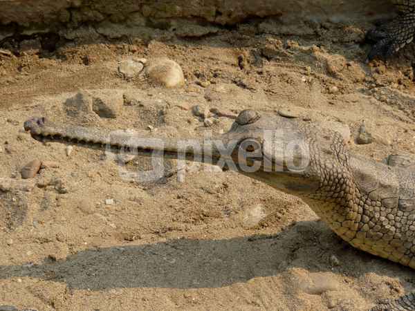 Gavial (Chitwan-Nationalpark Nepal)