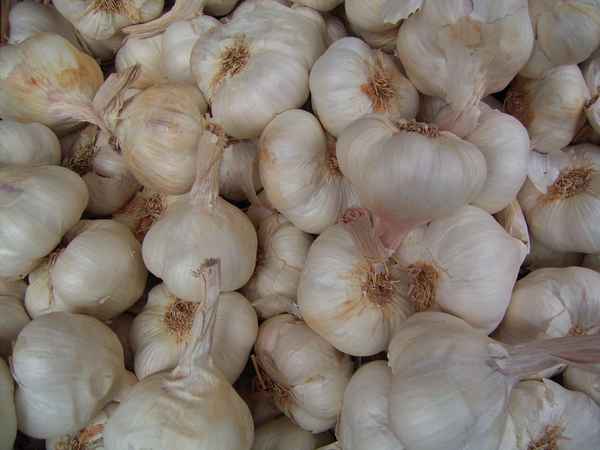 Knoblauchknollen