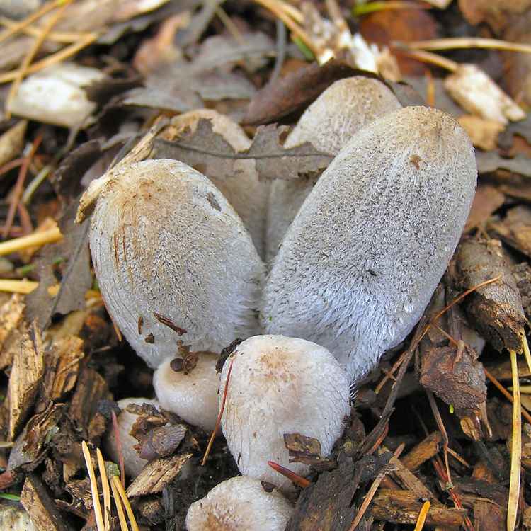 Struppiger Tintling 2