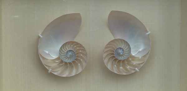 Nautilus inside