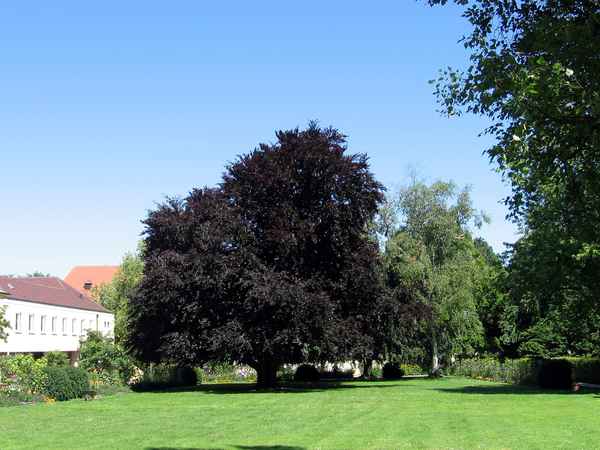 Hofgarten