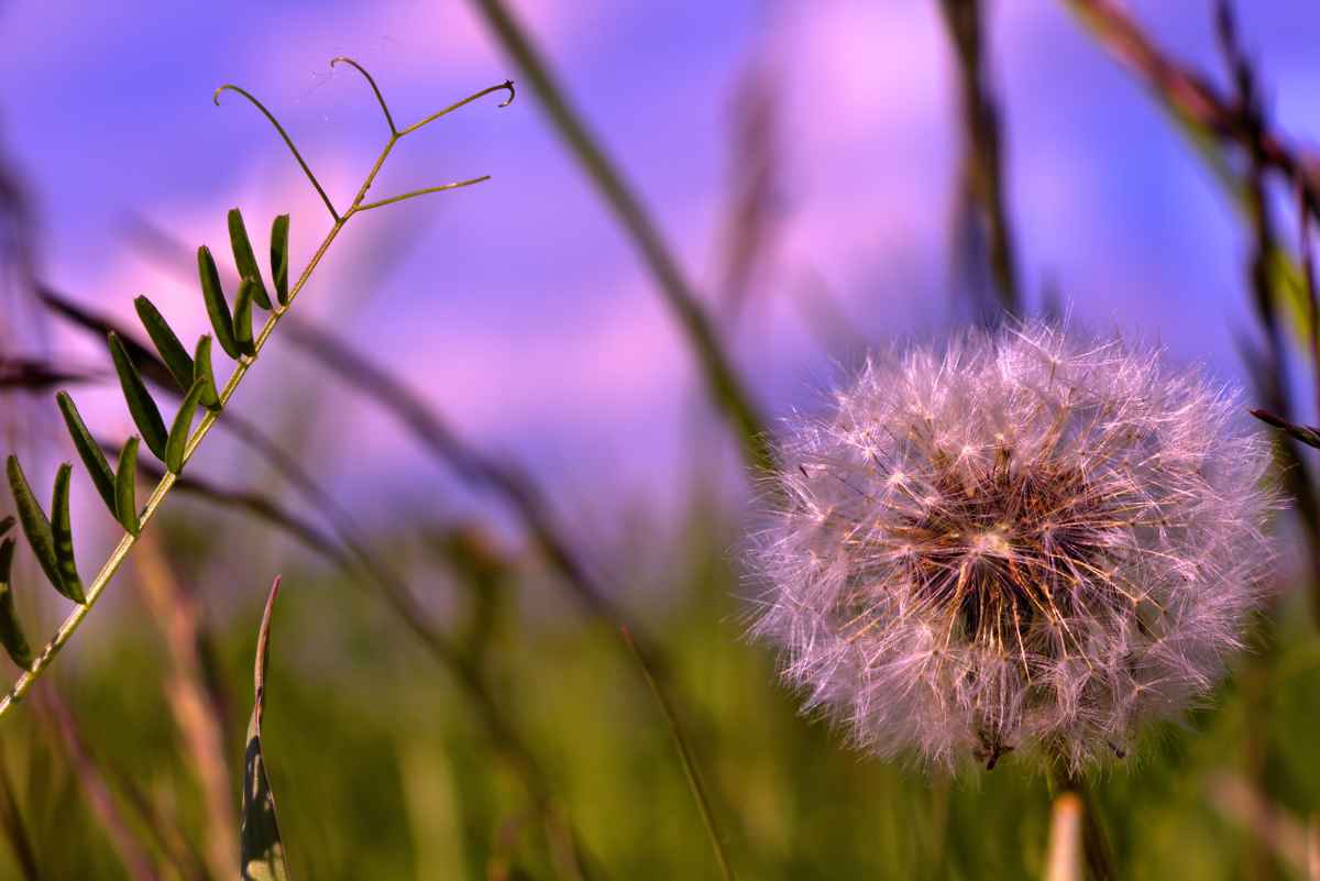 Pusteblume