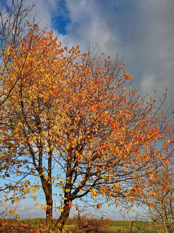 kirsche im herbstkleid