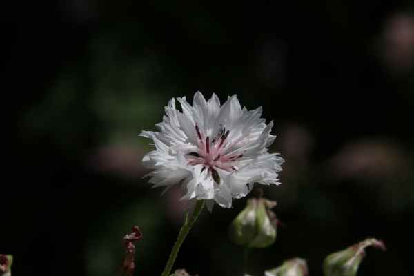 Kornblume,weiß