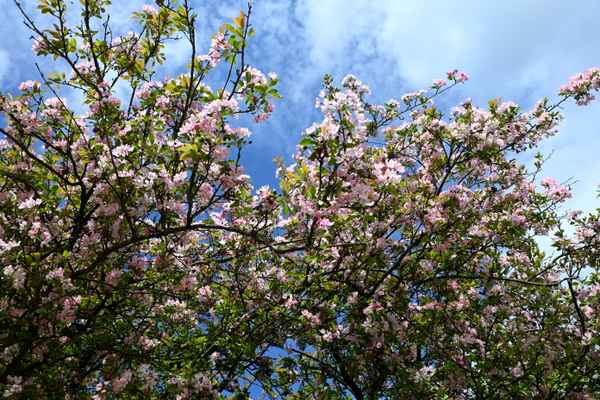 Blick ins Blütenmeer