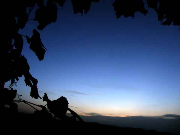 blaue stunde im weingarten