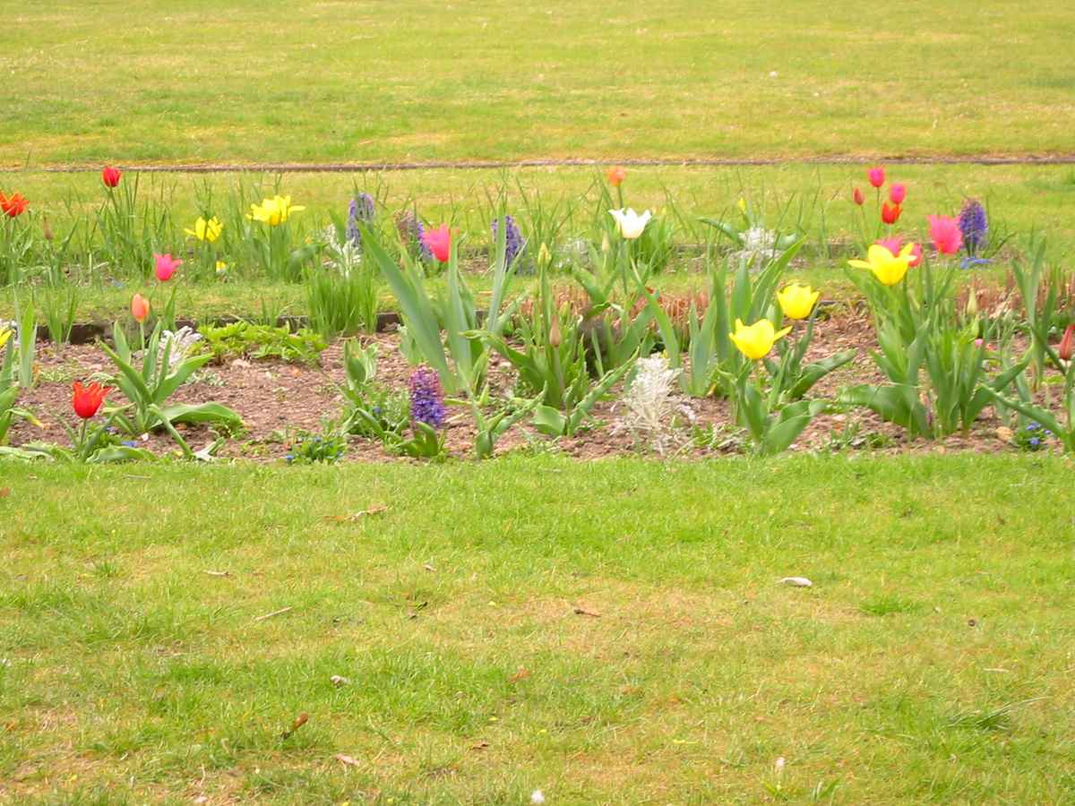 Tulpen