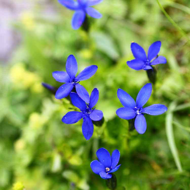 Blau, blau, blau blüht ....