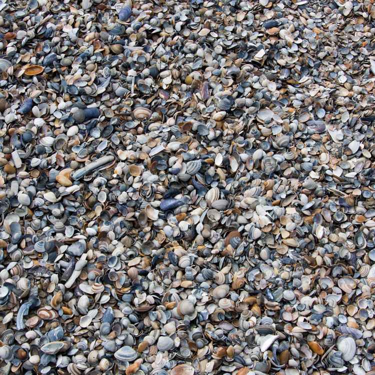 Tausend und eine Muschelschale