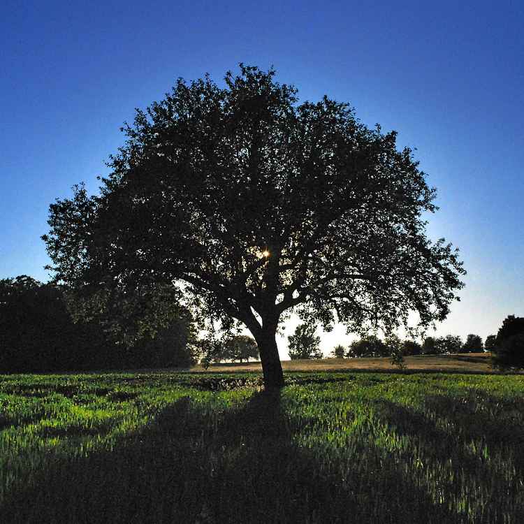 Baum der Erkenntnis