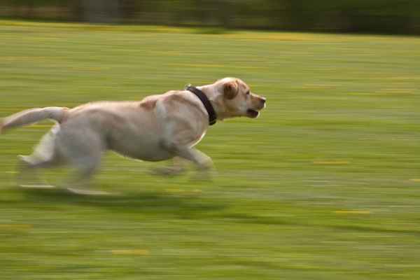 rennender Labrador