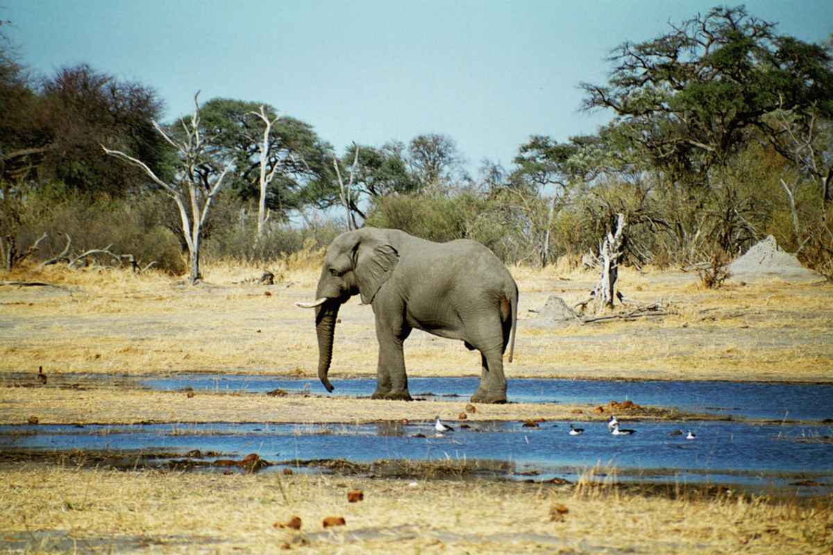 Elefant am Khwai River