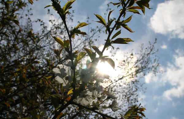 Apfelblüten im Gegenlicht