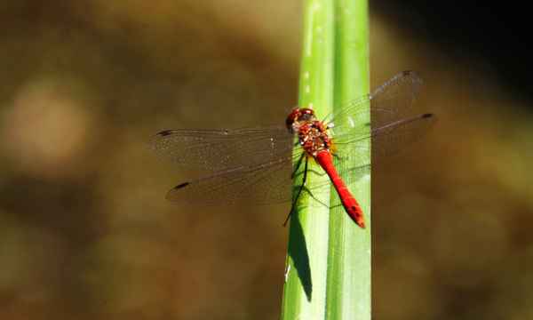 Blutrote Heidelibelle 02