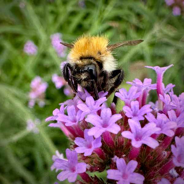 Hummel beim Pollen sammeln