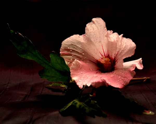 Hibiskus