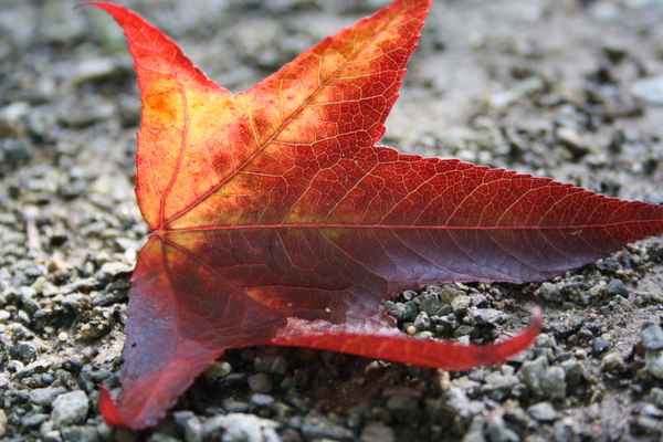  Herbstblatt mit Sonne im Nacken