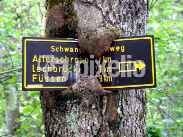 Baum frisst Schild