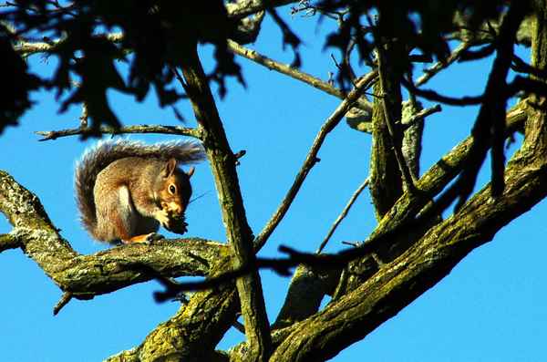 Eichhörnchen beim Frühstück