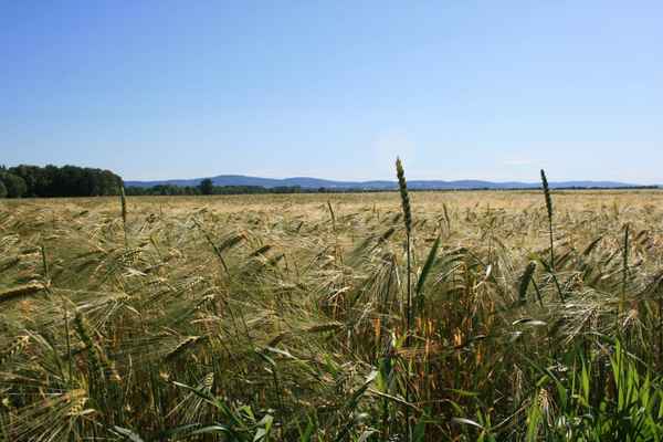 Getreidefeld in meiner Heimat
