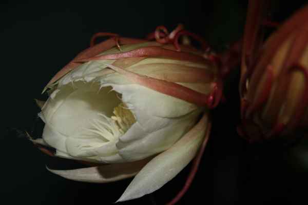 Blattkaktus-Blüte 1