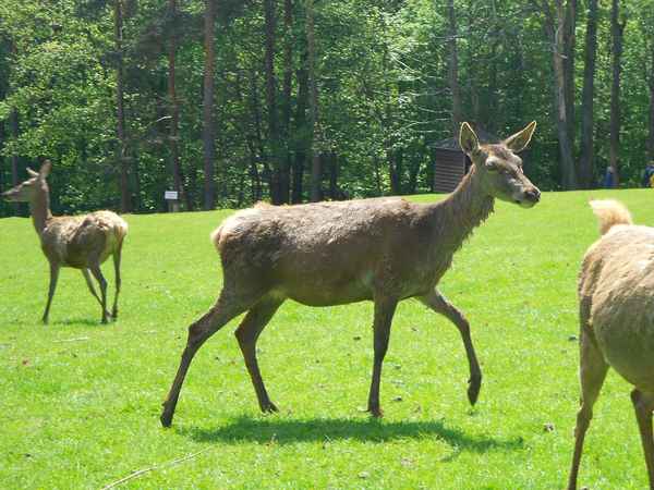Der Stolz des Waldes