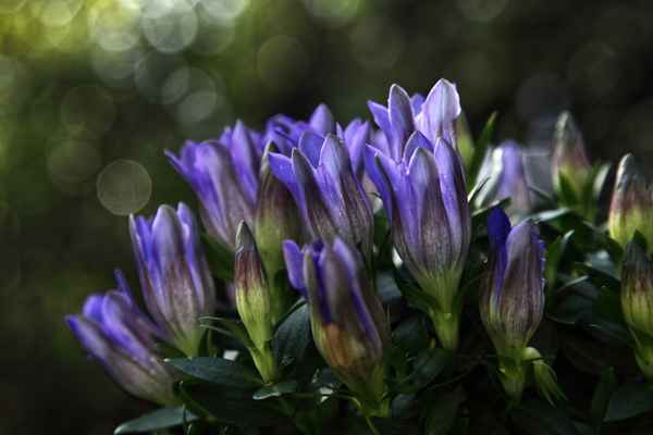 blau blau blüht der Enzian
