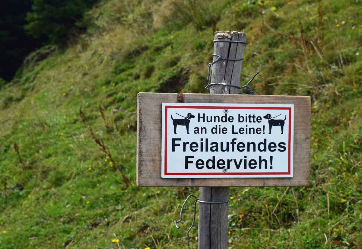 frei laufendes Federvieh...