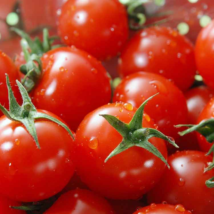 Tomate 1 (3000 x 2008 pixel)