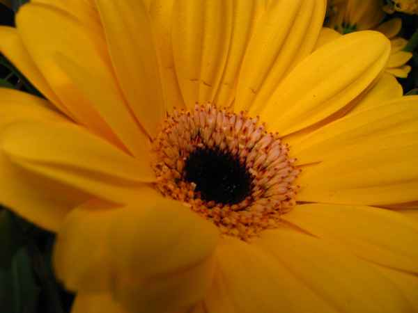 gelbe Blüte Makro