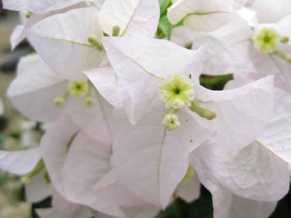 Bougainville weiß