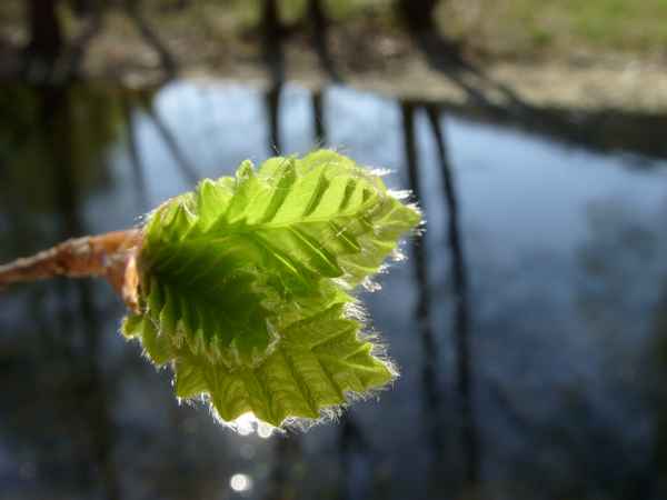 Frischer Buchentrieb