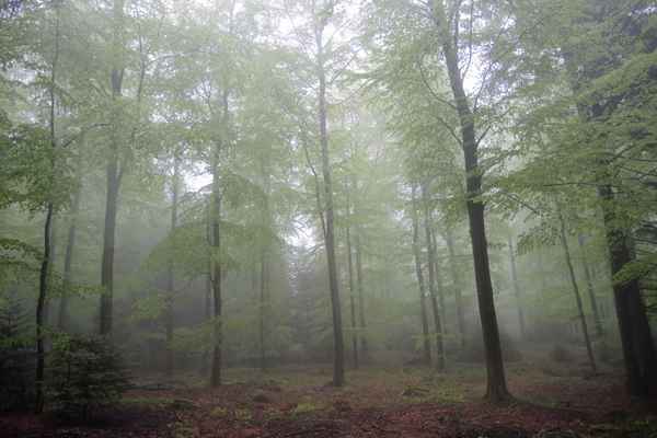 Nebelwald