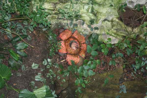 Rafflesia