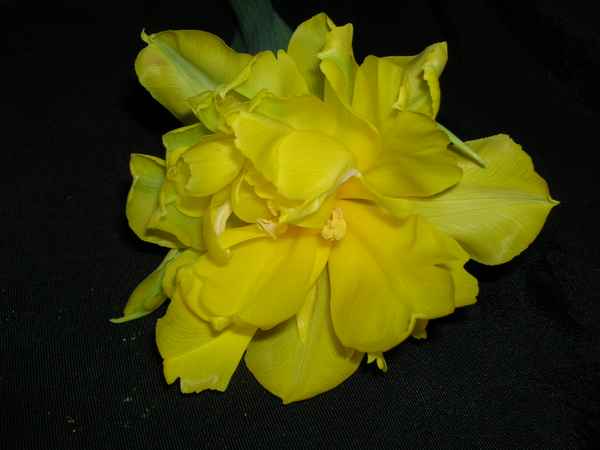 Blüte