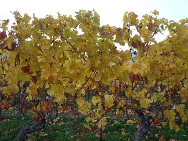 Weinlaub im Herbst