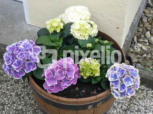 Blumen Hortensien