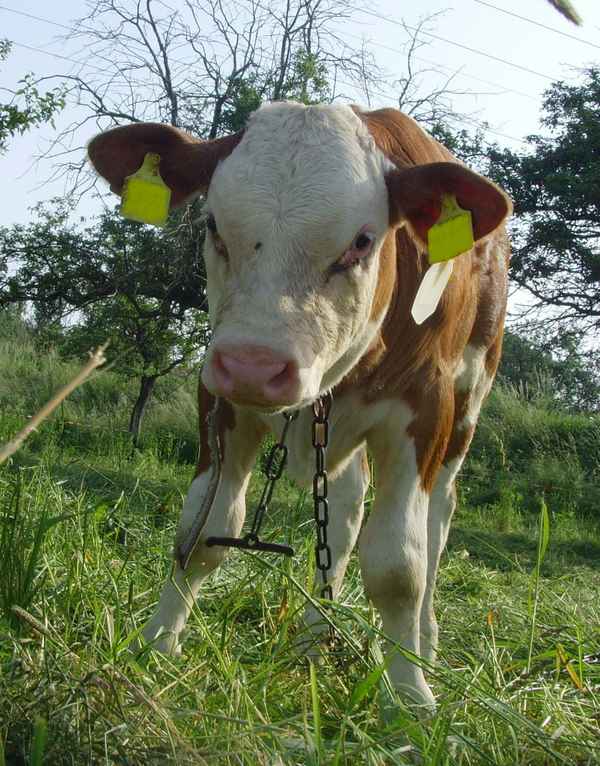 Neugieriges Bullenkalb....