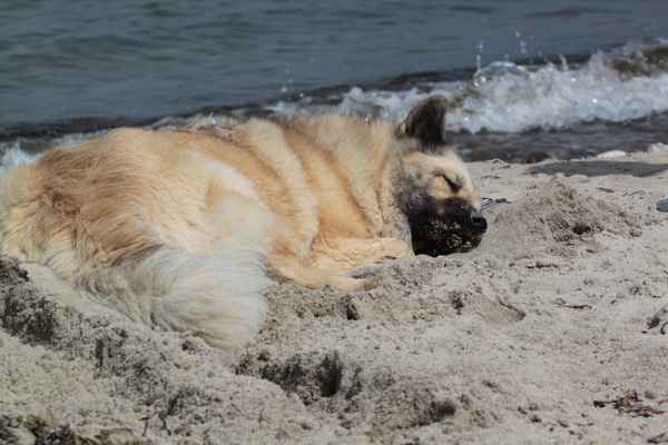 Nickerchen am Strand