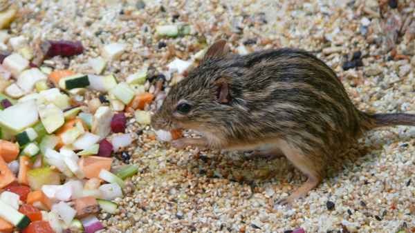Streifenmaus