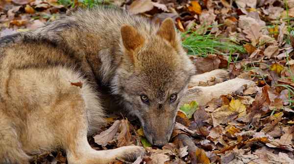 Wolf