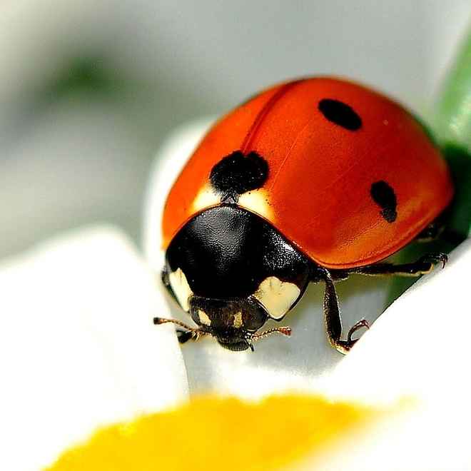Siebenpunkt-Marienkäfer